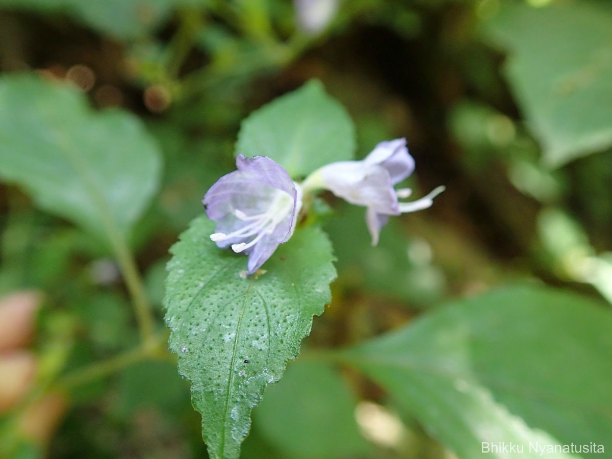 Strobilanthes adenophora Nees